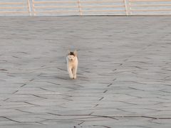 -贡湖湾湿地公园