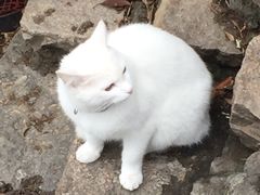 -鸡脚旮旯平江路店