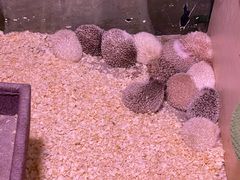 -正佳雨林生态植物园