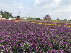 -紫颐香薰山谷景区