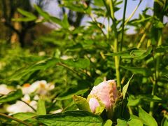 -幕燕滨江·长江观音景区
