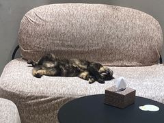 -藏猫猫咖啡主题馆(中央大道店)