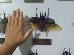 -上海昆虫博物馆