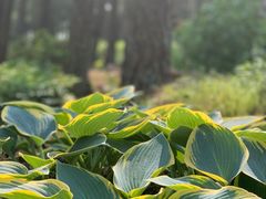 -武陵山森林公园