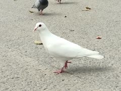 -清真马杰山牛肉汤馆