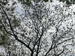 -上海佘山国家森林公园天马山园