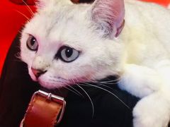 -猫咪博物馆(顶澳仔猫街店)