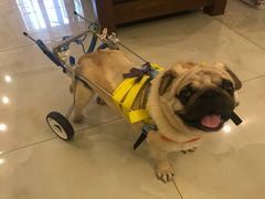 -安安宠医·安宠宠物医院