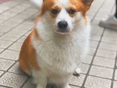 -小梁哥云吞面(黄贝岭店)