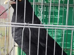 -曲阳花鸟市场(曲阳路店)
