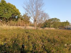 -贡湖湾湿地公园