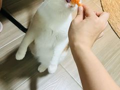 -瑞派中心宠物医院·CT·核磁·神经专科