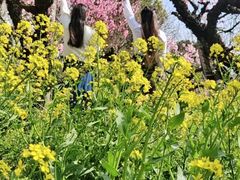 -南汇桃花村