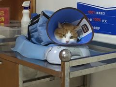 -pd派德宠物中心医院24H急重症·眼科中心·血液透析中心(嵩山北路店)