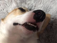 -宠福鑫康馨动物医院·骨科·眼科