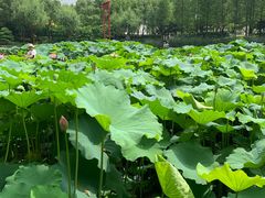 -陈家山荷花公园