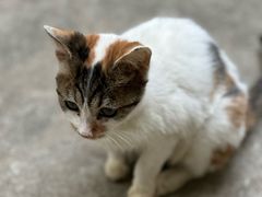 -瑞鹏宠物医院·内科·中兽医·骨科(苗圃店)