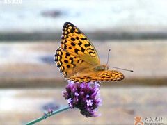 -紫海香堤香草艺术庄园