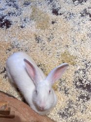 -奇幻萌宠部落(映月湖环宇城店)