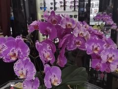 -横岗眼镜城