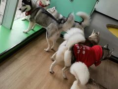 -Husky Go! 哈士奇体验馆·宠物咖啡厅狗咖