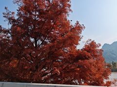 -素满香·素食自助餐(乐清·宁康东路店)