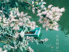 -金花茶公园
