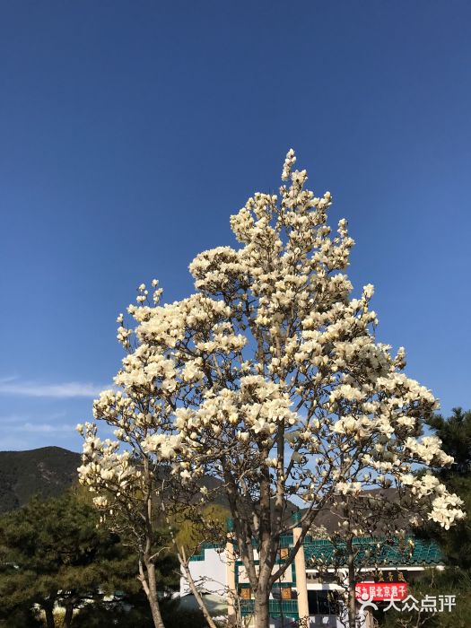 北京植物園圖片