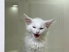 -青奢宠物·青奢猫舍