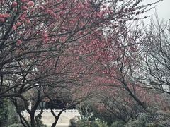 -杭州半山国家森林公园