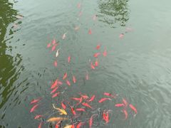 -武汉紫薇都市田园