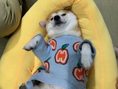 -逗柴咖啡屋·狗咖猫咖宠物桌游