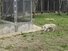 -上海野生动物园