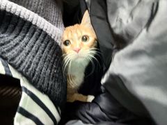 -北京观赏动物医院·24小时大型综合·猫专科·异宠专科