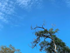 -银湖山郊野公园-相思林