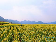 -桑洲油菜花景区