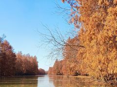 -上海海湾国家森林公园