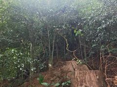 -槟城植物园