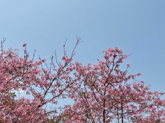 -天适樱花悠乐园