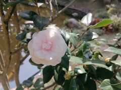 -深圳国际园林花卉博览园