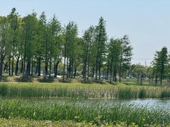 -春花秋色城市公园