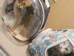 -瑞派·关忠动物医院·猫专科·犬专科(三环新城店)