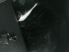 -安安宠医·安宠宠物医院