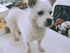 -佳雯宠物医院·皮肤科·内外科(春晓路分院)