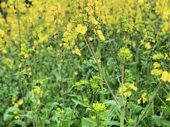-樱桃山旅游景区