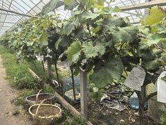 -马陆小张葡萄园农家乐