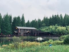 -黄海国家森林公园