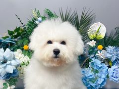 -BABIT巴比特宠物(MOMOPARK店)