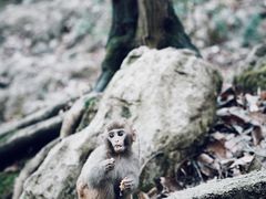 -黔灵山公园