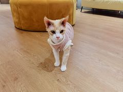 -1013 PET SHOP精品宠物商店(丁香店)